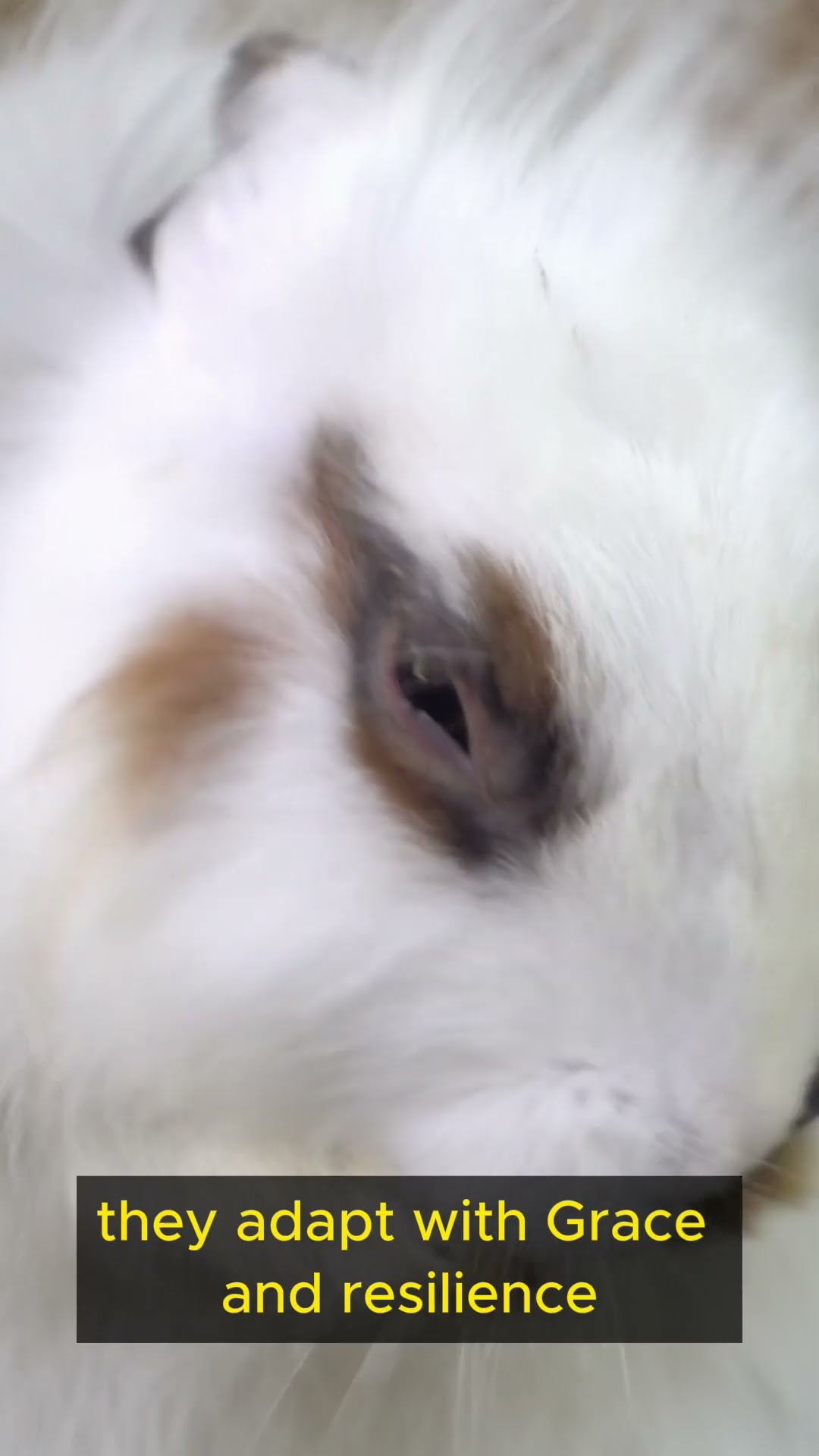 Life lessons from Rabbits Part 1 #shorts #balance #exploration #wisdom #courage #growth #harmony